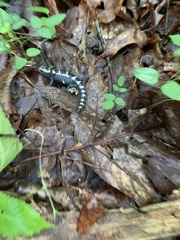 Ambystoma opacum