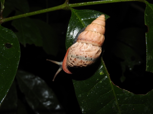 Burringtonia exesa
