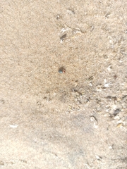 Gastrophysa polygoni