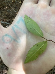 Ulmus alata