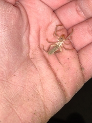 Eremobatidae