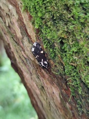 Hypercompe andromela