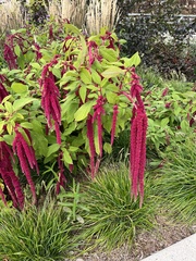 Amaranthus hybridus