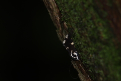 Hypercompe andromela