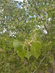 Populus fremontii