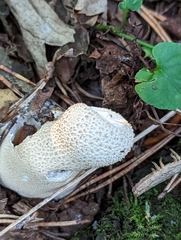 Lycoperdon excipuliforme