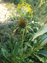 Echinacea laevigata