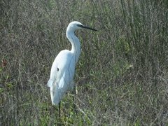 Egretta garzetta garzetta