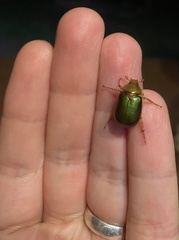 Aulacopalpus viridis