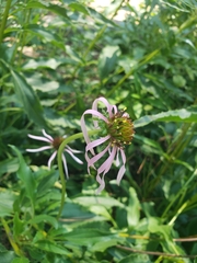 Echinacea laevigata