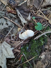 Lycoperdon excipuliforme