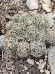 Mammillaria prolifera
