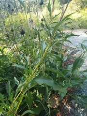 Echinacea laevigata