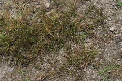 Limosella acaulis