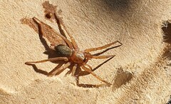 Scotophaeus blackwalli