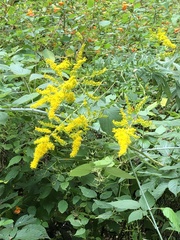 Solidago