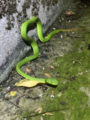 Trimeresurus stejnegeri