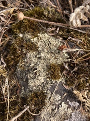 Xanthoparmelia cumberlandia