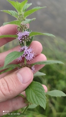 Mentha arvensis