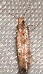 Aristotelia rubidella