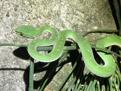 Trimeresurus stejnegeri