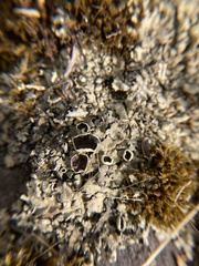 Xanthoparmelia cumberlandia