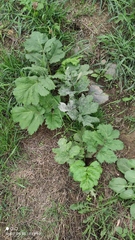 Heracleum sosnowskyi