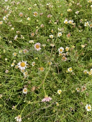 Erigeron karvinskianus