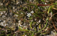 Limosella acaulis