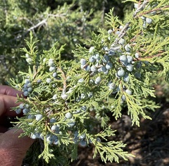 Juniperus scopulorum