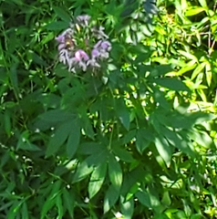Cleome houtteana