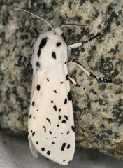 Hypercompe permaculata