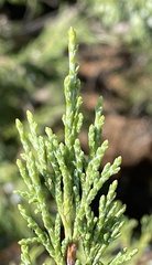 Juniperus scopulorum