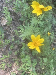 Bidens aristosa