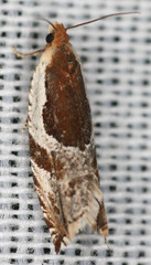 Ancylis columbiana