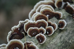 Thelephora terrestris