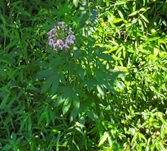 Cleome houtteana