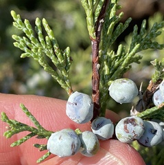 Juniperus scopulorum