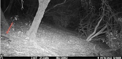 Megascops kennicottii