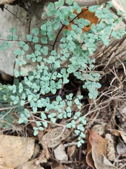 Argyrochosma microphylla