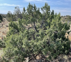 Juniperus scopulorum