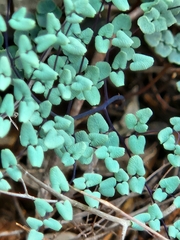 Argyrochosma microphylla