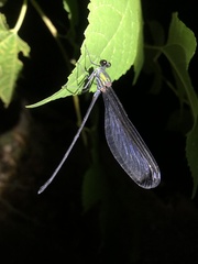 Psolodesmus mandarinus dorothea