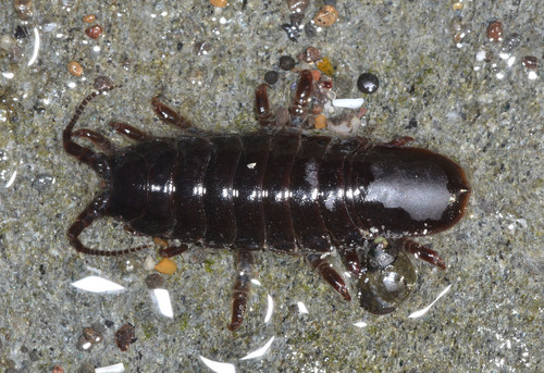 Rockweed isopod photo 4