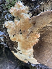 Radulomyces