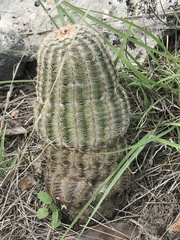Echinocereus reichenbachii caespitosus