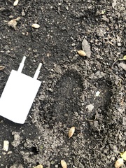 Cervus elaphus corsicanus