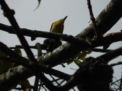 Todirostrum cinereum