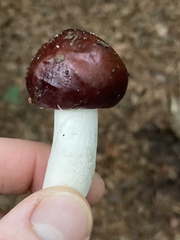 Stropharia rugosoannulata
