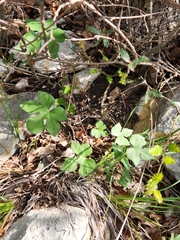 Ipomoea lindheimeri